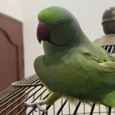 green parrot available
