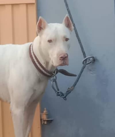 gullter dog