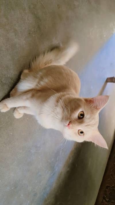 male cat