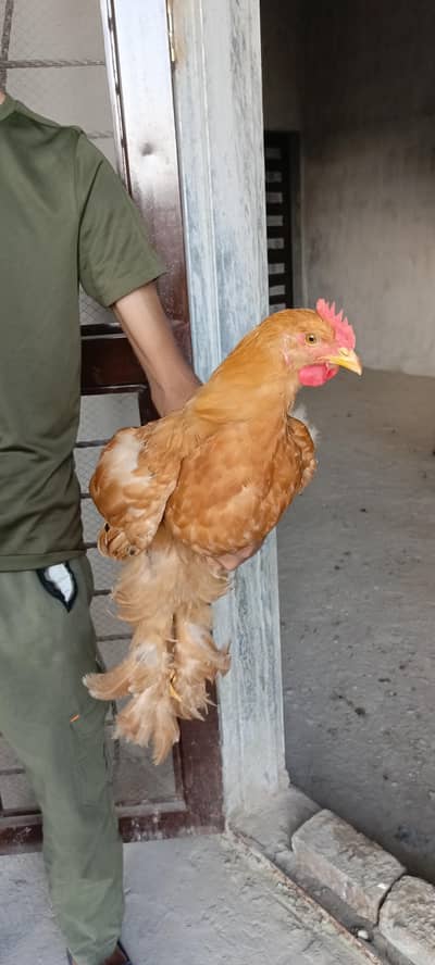 Golden Buff/ White Buff/ Black Buff