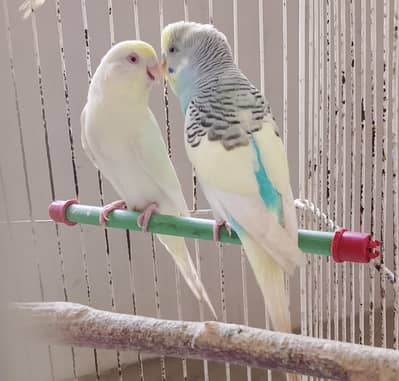 AUSTRALIAN RED EYE FEMALE  PARROT HOME BREED