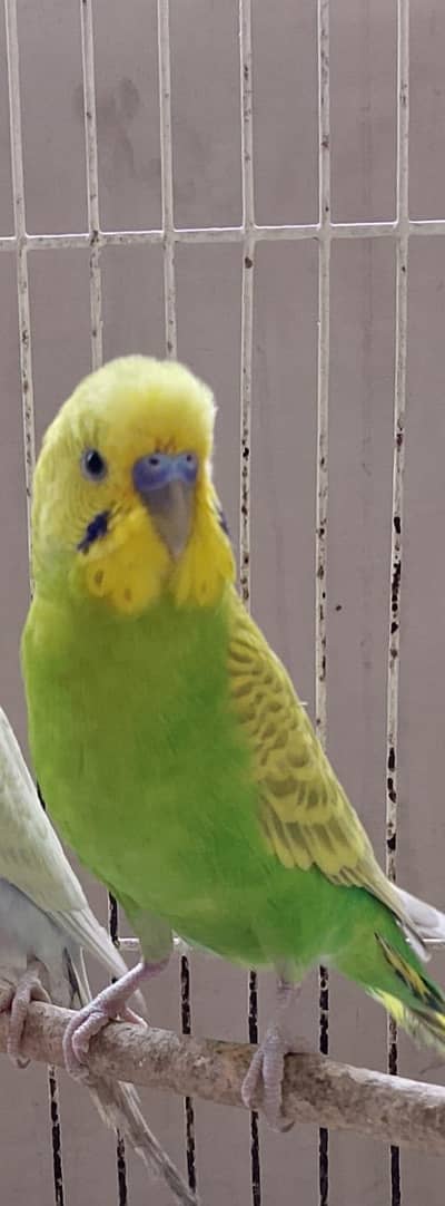 AUSTRALIAN  PARROT HOME BREED
