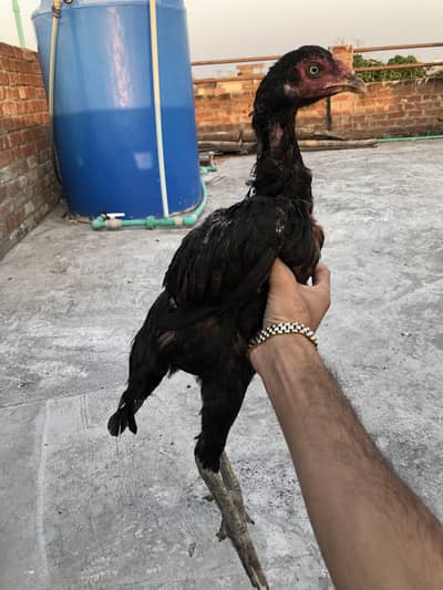 Female for sell and exch video only watsap