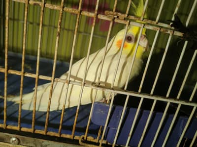 Red eyes Cockatiel birds 1 Pair