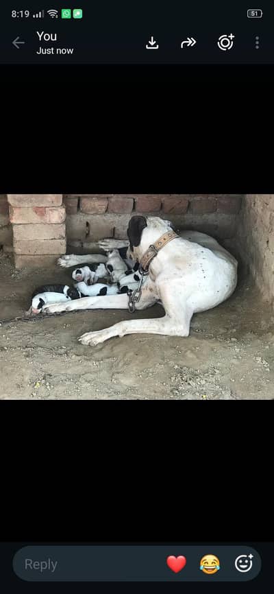 Pakistan bulli puppy dog for sale