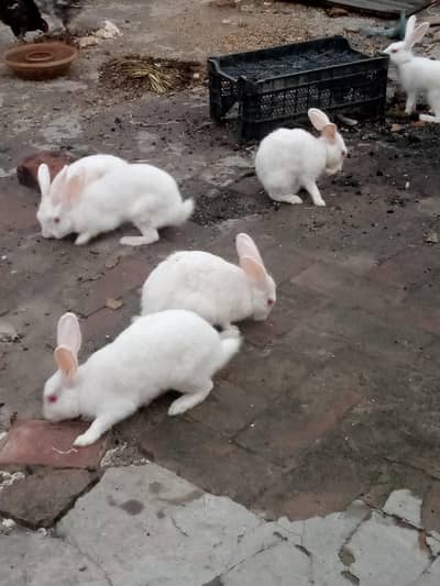 Beautiful White Red-Eye Rabbits for Sale