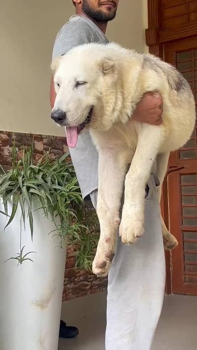 alabai male pup pedigreed