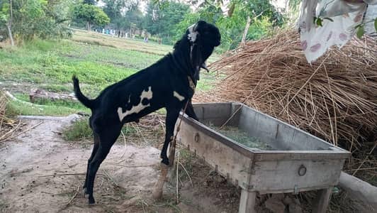 Gojri Nasal Breeder male for sale