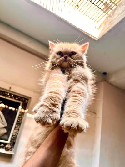 breeder female cat for