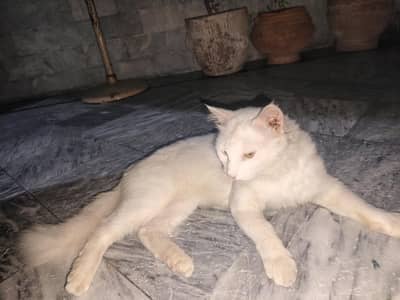 cat persian