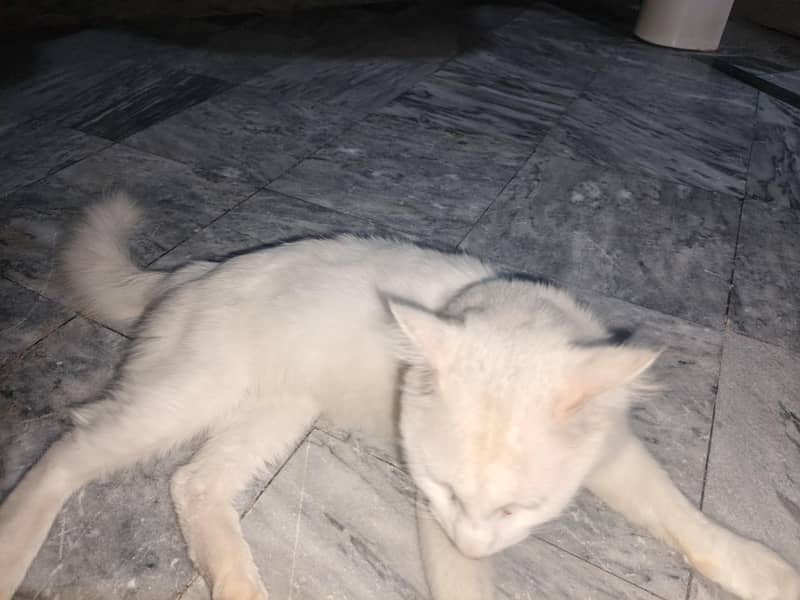 cat persian 1