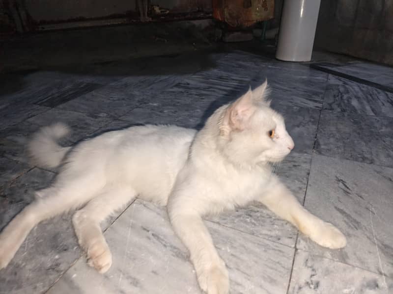 cat persian 2