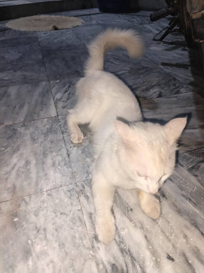 cat persian 3