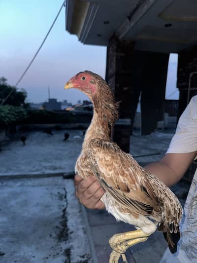 Aseel Female with Chick