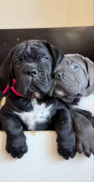 IMPORTED CANE CORSO PUPPIES ARE AVAILABLE FOR SALE