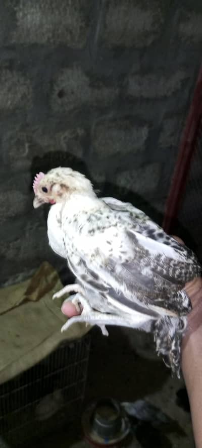 Golden Misri Chick
