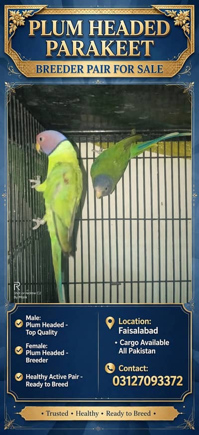 plum head breeder pair 03127093372
