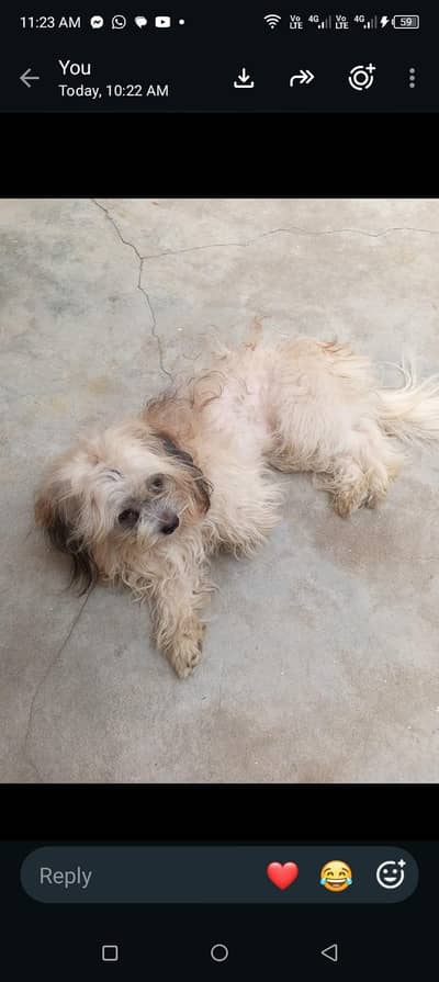 Healthy & Friendly Shih Tzu Type Dog for Sale