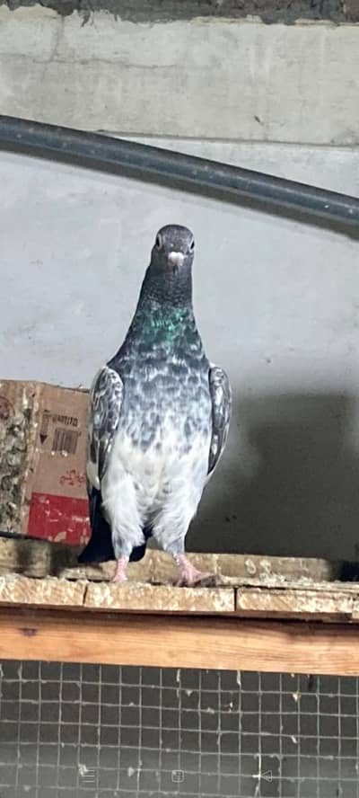 kabli pigeon pathy
