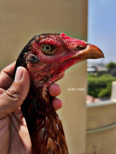 kamaliya  breed madi