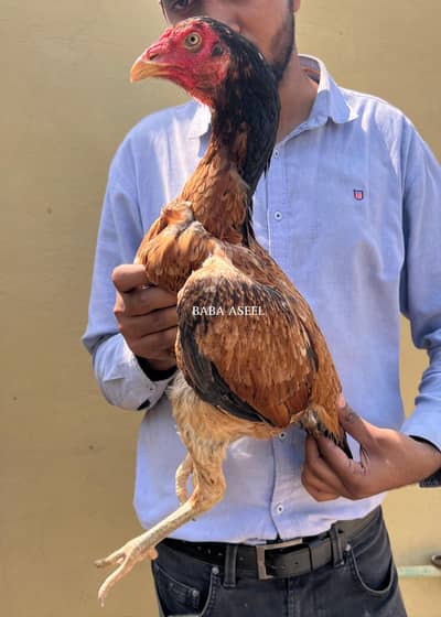 kamaliya  breed madi