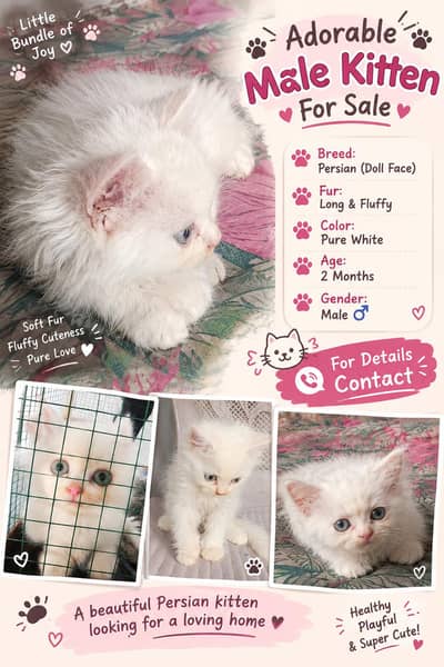 Percian Male Kitten