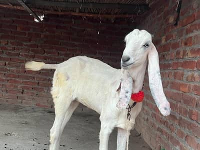 2 female white 2 dant or CHOTI ki age 2 man