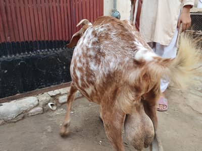 Bakra 2 dant