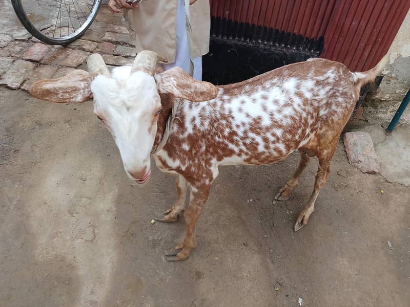 Bakra 2 dant 1