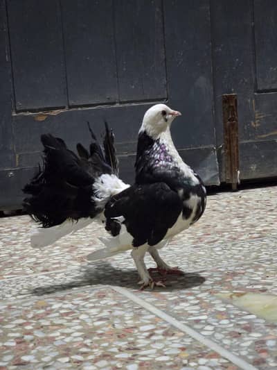 beautiful fancy pigeons for sale