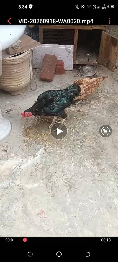 Aseel murrga hai