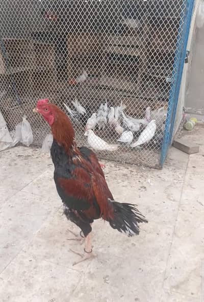 high quality aseel pathay  for sale