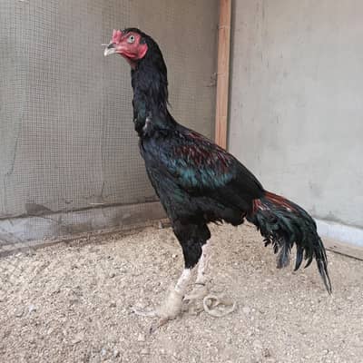 high quality aseel pathay  for sale