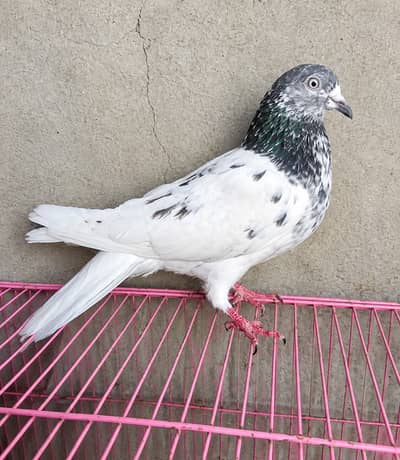 Teddy golden cross female pigeon