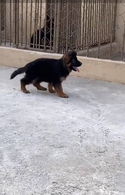 German Shepherd long coat puppies for sale  WhatsApp me 03412355074
