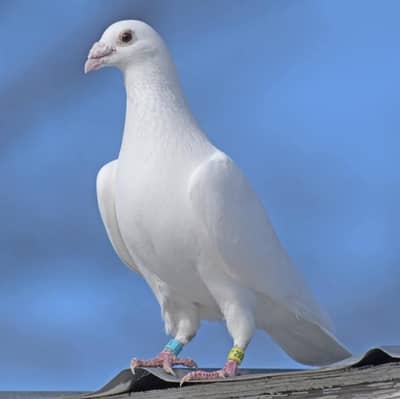 Pigeons sherazi