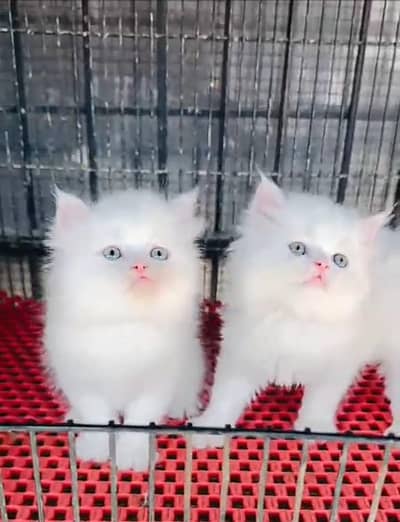 Persian kitten triple cot. for sale WhatsApp my 03412355074