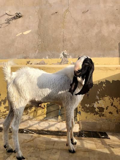 Ablaq pateri weight 40 kilo+