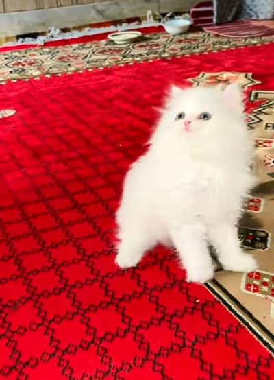 Persian kitten triple cot. for sale WhatsApp my 03412355074
