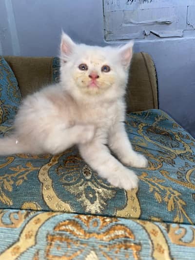 Persian kittens 2 male 1 female age 2.5 months
