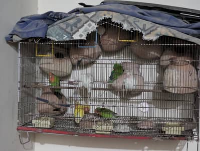 love birds with cage