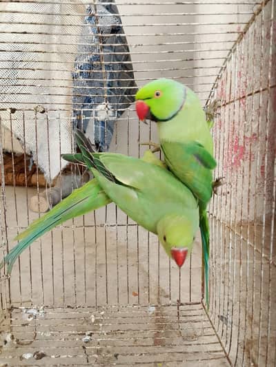 ringneck breeder pair 03025368418