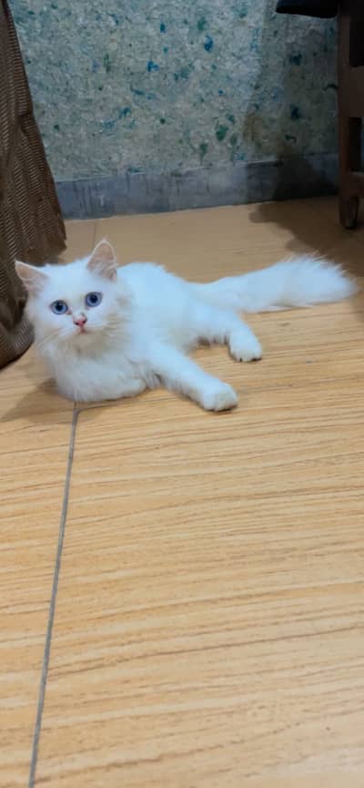 Blue eyes persian kitten