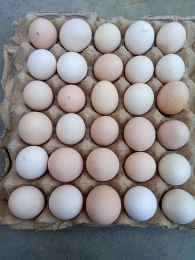 Desi eggs,Fertile Aseel Eggsl /,Aseel murgi & desi murga avaliable