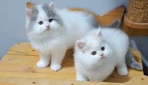 Persian kitten triple cot. for sale WhatsApp my 03412355074
