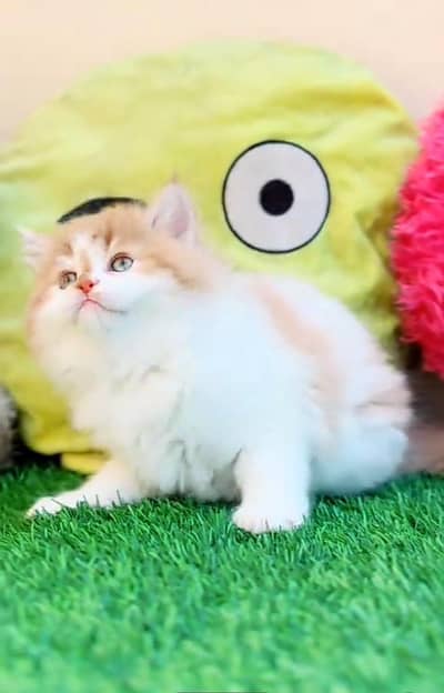 Persian kitten triple cot. for sale WhatsApp my 03412355074