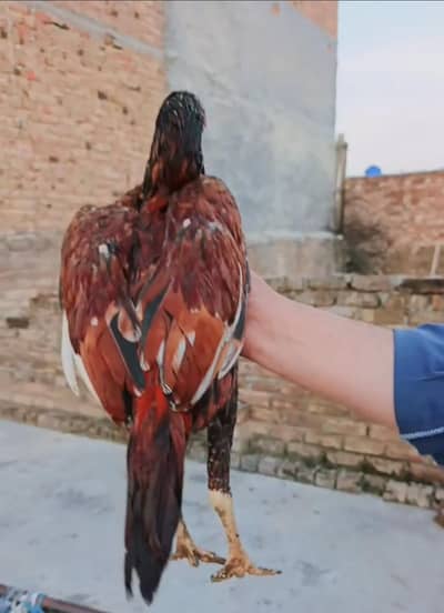 pure homebreed mainwali bht ala so reasonable price03145489284 whatsap