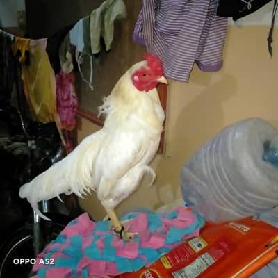 Aseel wahit murga