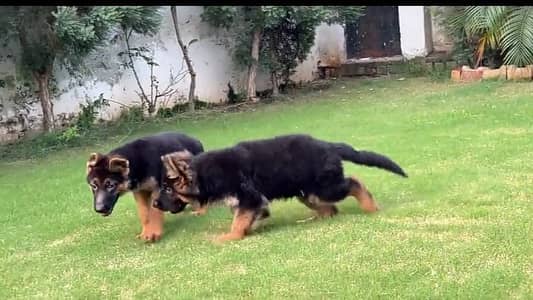 German Shepherd long coat puppies for sale  WhatsApp me 03412355074