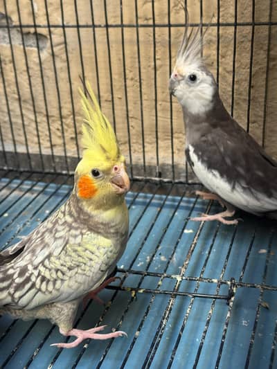Cockatiel Pair For Sale